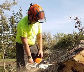 Arbor Monkees crew cutting tree