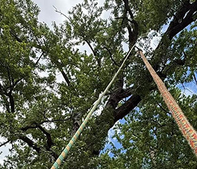 Iowa Tree